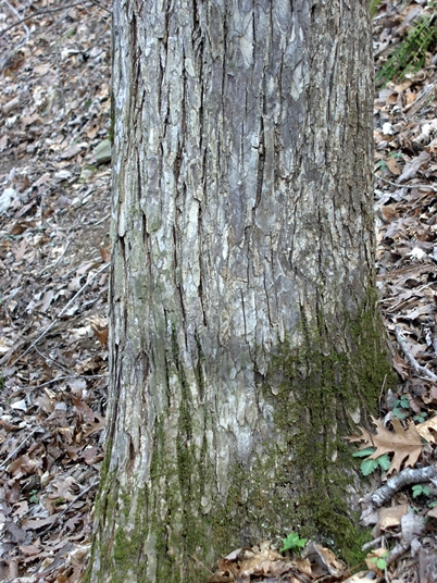 {Ulmus serotina}